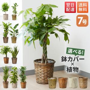 観葉植物：フィカス ベンジャミン レジナルド*プラポット : 遊恵盆栽