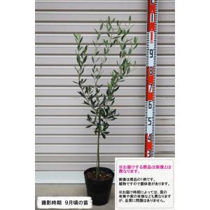 小倉園 オリーブ・カラマタ 接木 8号鉢 オリーブの木 鉢植え 庭木 超