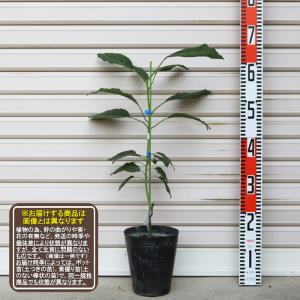 ピンカートン】 接木苗 1年生 1等苗 アボカド ※通常発送※ [ぴんかーと