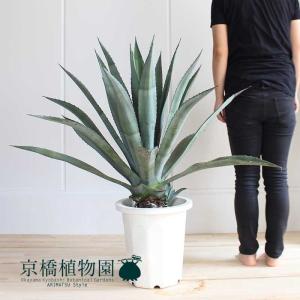 アガベ・スノーグロー Agave Snow Grow 新築祝い ドライガーデン