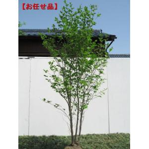 ヤマボウシ 本株立ち 樹高2.0m前後(根鉢含まず) シンボルツリー 白花