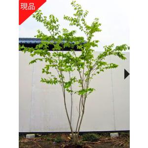 常緑ヤマボウシ 月光 7号 樹高80cm前後(鉢底から）鉢カバー 常緑山法師