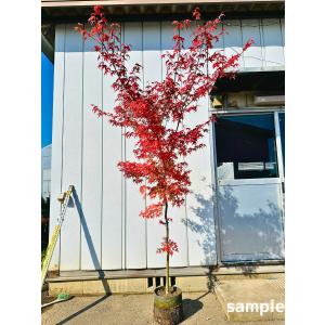 現品発送 コハウチワカエデ 単木 樹高2.3-2.4m(根鉢含まず) 紅葉