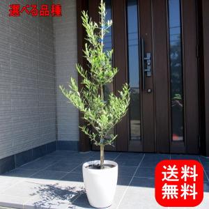 姫榊 ヒサカキ 株立ち 約1.9m 現品販売 特大株 植木 苗木 大苗 榊の木