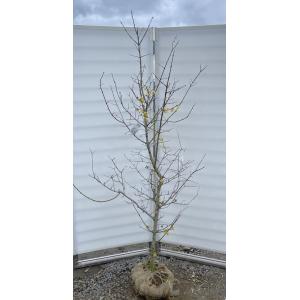 満月ロウバイ 株立ち 約1.7m 現品発送 超特大株 植木苗木大苗 満月