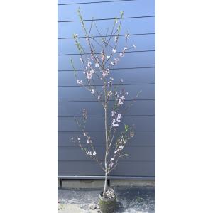 シマトネリコ 10本株立ち 約2.1m 現品発送 豪華株 特大株 植木苗木大苗