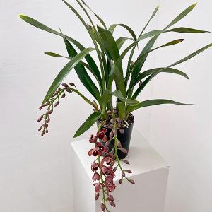 キンリョウヘン 金稜辺 花芽付き 原種系 赤花 花芽2芽 4号ポット苗 令