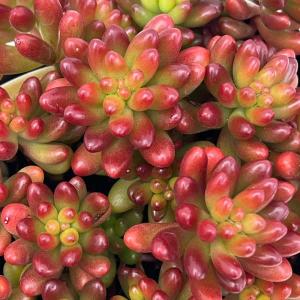 多肉植物：ガガイモ オルベア デュメリ*幅3cm : 遊恵盆栽 Yahoo!店