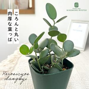 コーデックス：キフォステンマ ウター マクロプス*塊根幅30cm 現品