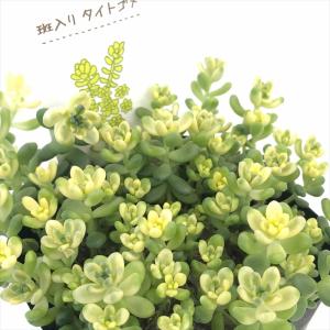 多肉植物 燕姿錦 特大苗 るる農園 : るる農園 - 通販 - Yahoo!ショッピング