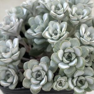 多肉植物 エケベリア ジェイドラウンド 韓国苗 抜き苗 カット苗 約4cm