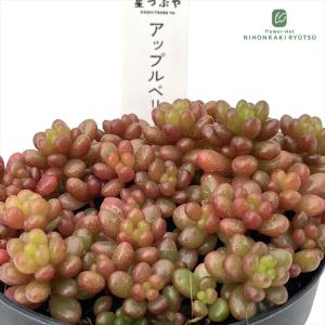 農園直売 多肉植物 寄せ植え アエオニウム属 ガーネット白斑錦（群