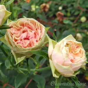予約販売 バラ苗 バラ大苗 京阪園芸 スノートワ 四季咲き 薔薇 ばら