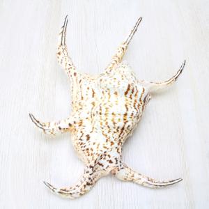 ヒレジャコガイ Lサイズ 貝殻 約14〜16cm シャコガイ インテリア