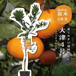 栗の苗木 天津甘栗 果樹の苗木 4号/1個売り 栗苗 栗の苗 栗の木 くりの
