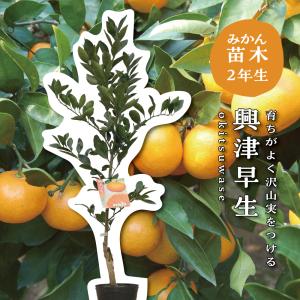 レモンの木 スイートレモネード 2年生 接木苗 : 苗木部 花ひろば