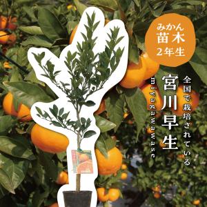 カラタチ（キコク）：果樹苗 穂木が枯れた、台木のカラタチです