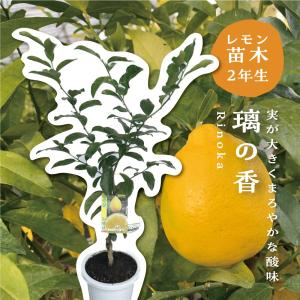カラタチ（キコク）：果樹苗 穂木が枯れた、台木のカラタチです