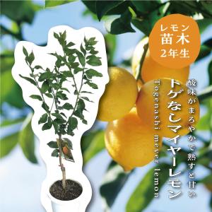 ポンカン 苗 3年生接木大苗 : 苗木部 花ひろばオンライン - 通販
