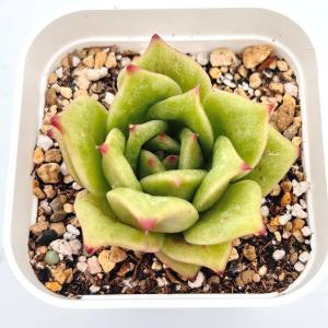 多肉植物 エケベリア 大和錦（パープソルム） 7.5cmポット苗 : ハニー