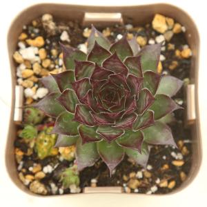 多肉植物 センペルビウム ブラック 7.5cmポット苗 : ハニーミント