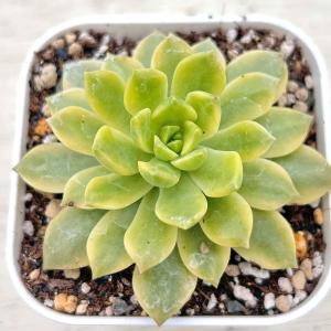 多肉植物 エケベリア スノーピーチ 7.5cmポット苗 : ハニーミント
