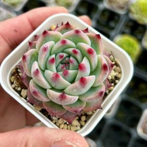 多肉植物 エケベリア ベゴニアフラワー 7.5cmポット苗 : ハニーミント