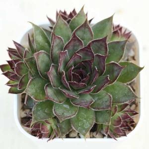 多肉植物 センペルビウム10種セット 9/21更新 : ハニーミント - 通販