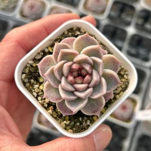 韓国苗 エケベリア おまかせ5種類セット 多肉植物 S〜Mサイズ カット苗