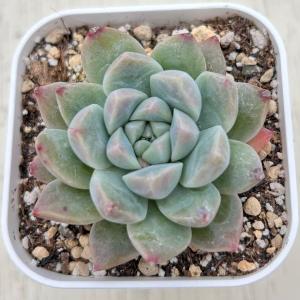 多肉植物 エケベリア ドライアイス 7.5cmポット苗 : ハニーミント