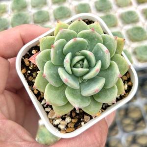 多肉植物 エケベリア チワワエンシス錦 7.5cmポット苗 : ハニーミント