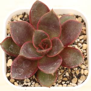 多肉植物 エケベリア ローズフェアリー 7.5cmポット苗 : ハニーミント