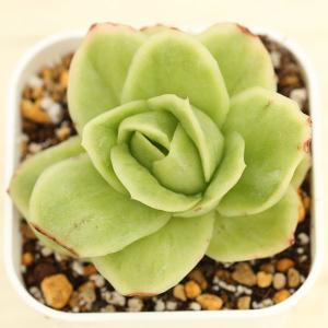 多肉植物 エケベリア レインドロップ錦 7.5cmポット苗 : ハニーミント