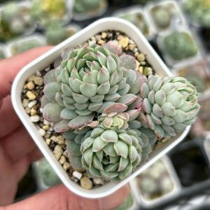☆送料無料☆多肉植物苗9種類セット☆おひとり様1セット限り！（一部