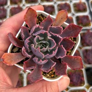 多肉植物 Echeveria RedTan エケベリア レッドタン 韓国苗