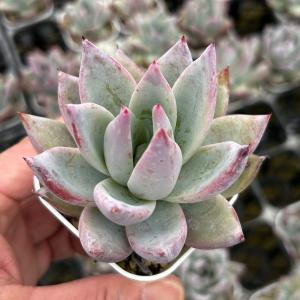 多肉植物 エケベリア ラブリーローズ 7.5cmポット苗 : ハニーミント
