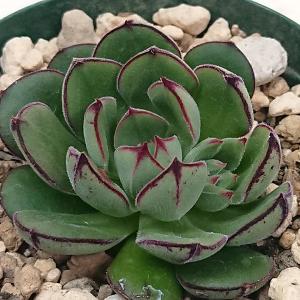 多肉植物 セダム属 サンライズマム カット極小苗 : 花と緑のはなここ