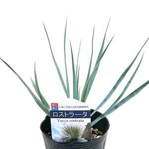 ユッカ シジゲラ 4号 直径約12cm ポット苗 ドライガーデン 送料無料