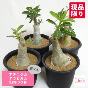 コーデックス：ミラビリス ジャラパ*塊根幅8cm 現品！一品限り