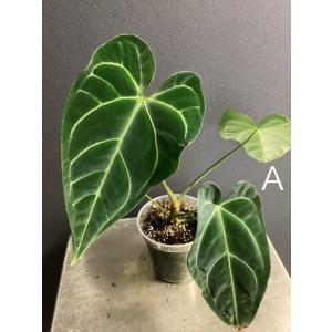 現品 限定品 レア品種 観葉植物 熱帯植物 フィロデンドロン