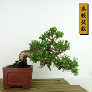 盆栽 特選：皐月(大盃)現品*さつき サツキ Rhododendron indicum