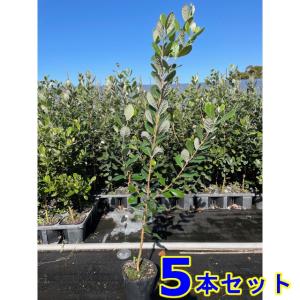 フェイジョア 株立ち 約1.7m 規格販売 植木 苗木 大苗 お買い得な