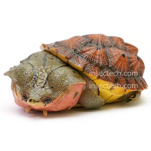 動物の惑星】チュウゴクセマルハコガメ（大陸型）フィギュア