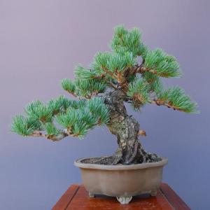 盆栽 特選：皐月(大盃)現品*さつき サツキ Rhododendron indicum