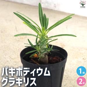 多肉植物）一点物 パキポディウム ナマクアナム 光堂（ヒカリドウ