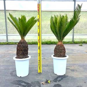 ココスヤシ 10号 耐寒性観葉植物 スクエアデザイン鉢植え リゾート