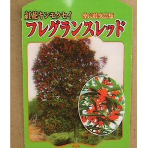 紅花キンモクセイ フレグランスレッド 根巻き大苗 大型宅配便・大梱包