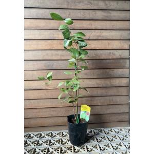 キャッサバの苗（タピオカの原料） 2株セット : 日本花卉ガーデン