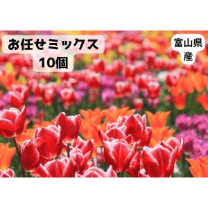 チューリップ三昧 花 球根 おまかせチューリップ5種以上まぜまぜで50球