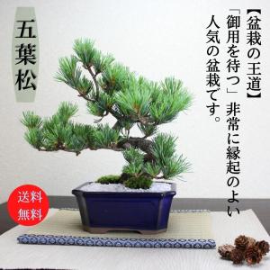 盆栽 『ブナ』 和風 インテリア 苔 紅葉 園芸 ガーデニング オブジェ